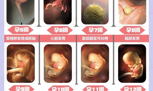 炒苍术的药用网 - 网站提供炒苍术功能主治小常识、炒苍术的药用价值与功效